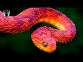 7 ANIMALES MÁS IMPRESIONANTES DEL MUNDO