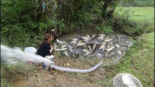 Using a large capacity pump, pumping water outside the natural lake, catching many big fish | Ep08