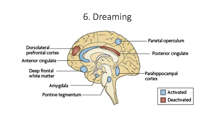 12.6. Dreaming  Fundamentals of Cognitive Neuroscience Course, Session 12, Part 6