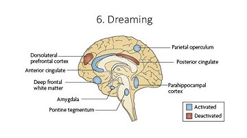 12.6. Dreaming  Fundamentals of Cognitive Neuroscience Course, Session 12, Part 6