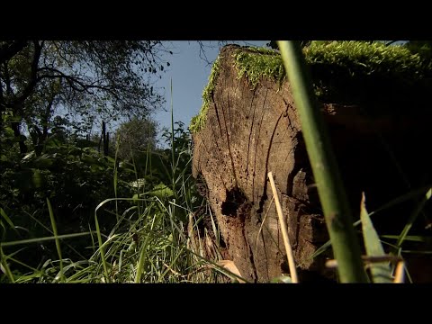 Videó: A biodiverzitás csökkenése: okok és következmények. Biodiverzitás
