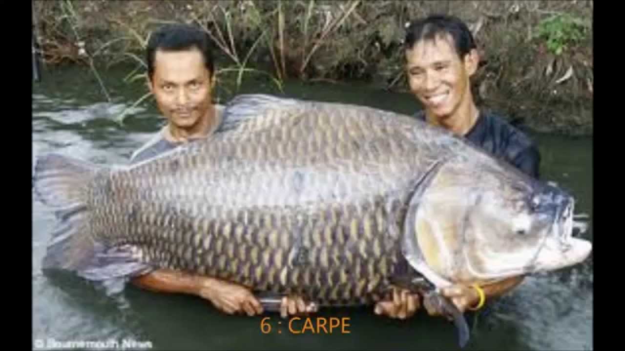 top 10 des plus gros poissons du monde - YouTube