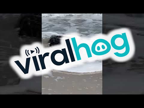 Large Alligator Spotted on Masonboro Island || ViralHog