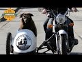 Sit Stay Ride: The Story of America's Sidecar Dogs - Official Trailer
