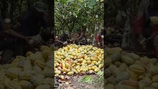 Ghana Es El Segundo Productor De Cacao En El Mundo