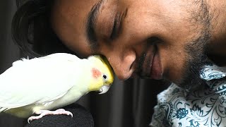 How To Hand-Tame Scared Cockatiel in Hindi | How to Tame Cockatiel From Pet Store | Ayush Singh