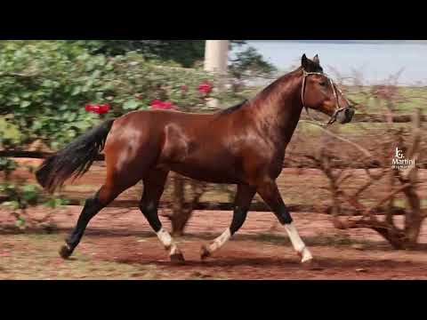 LOTE 23    SANTA CAROLINA AMULETO