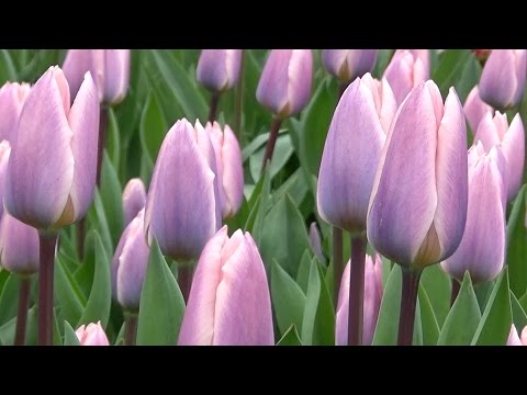 Tulip 'Light and Dreamy' - FarmerGracy.co.uk - YouTube