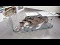 TNR - Setting up a Cat Trap - Havahart Model #1089