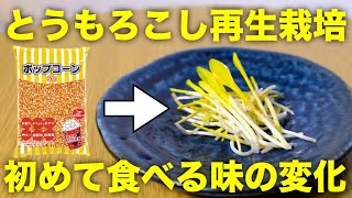 【再生野菜】とうもろこしでスプラウトを作ると生まれて初めての変化が起きた【リボベジ】