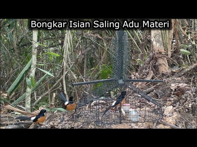 SANGAT SERU || PERTARUNGAN MURAI BATU HUTAN VS MURAI BATU PIKAT SAYA class=