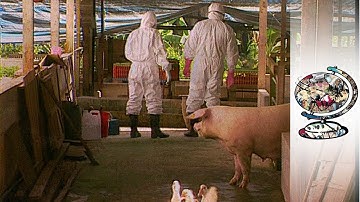 The Terrifying Spread Of The Nipah Virus (1999)