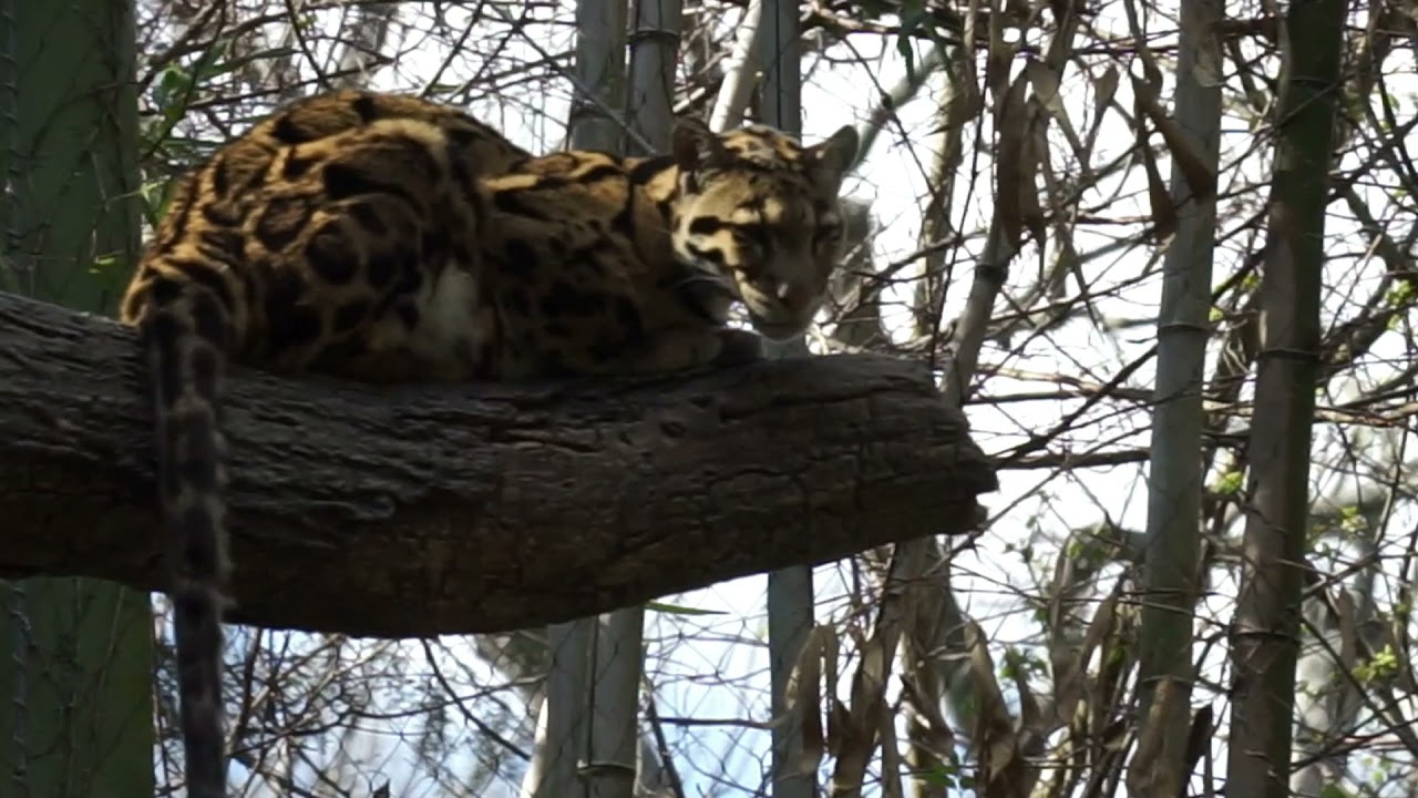 Nahsville Zoo