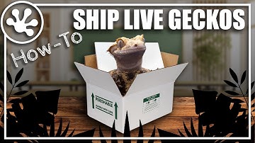 How to: Ship your Reptiles