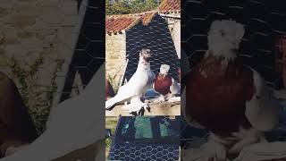 Узбекские голуби фото Pigeon culbutant Ouzbékistan, güvercinler