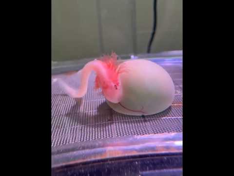 Menetaskan Telur Hiu, Namun...