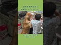 もはや兄弟？？ #dog #大型犬のいる生活 #goldenretreiver
