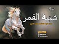 افخم شيلة شبية القمر 2024 اداء صوت الفخامه متعب الخيل