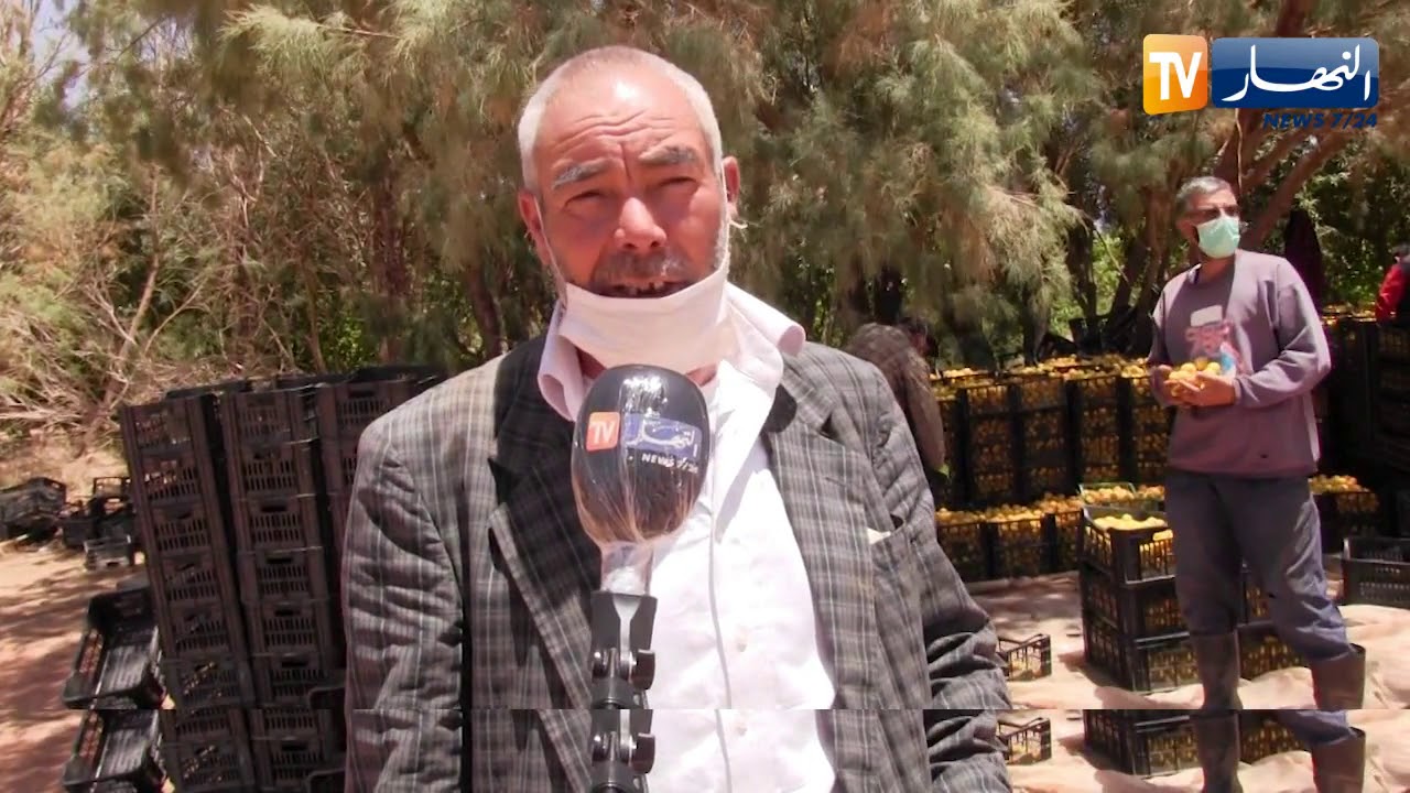 النعامة: إنطلاق عملية جني فاكهة المشمش ببلدية جنين بورزق