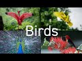 Birds Ambient Nature Film with Real Bird Sounds | 4K