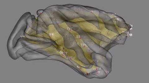 Rhesus monkey (macaque) brain connectivity (3D animation)
