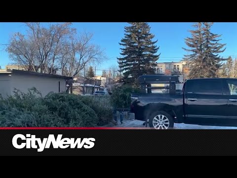 0:45 0:45 Now playing, Where to recycle your Christmas tree in Calgary