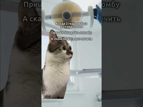 «кися» #футажи #fypシ゚viral #catmemes #cat #котики #мемыскотами #мемы #рекомендации #юмор