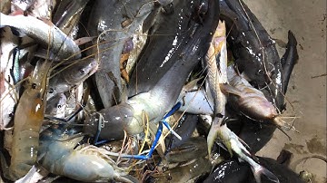 Câu tôm và giăng câu cá ngát trên sông trúng mánh..