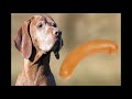 Wursthundsong
