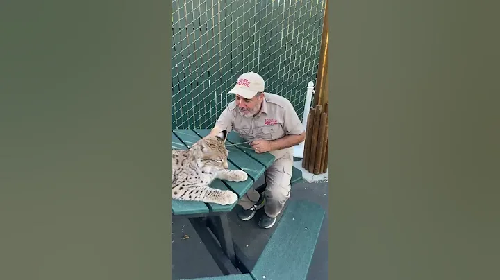 This Lynx Wants To Eat Me 😂 #shorts #animals #cuteanimals #bigcat #lynx #cat #siberian #zoo - DayDayNews