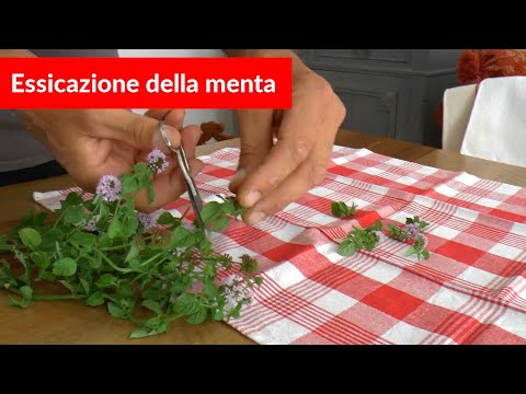 Video: Come Far Fermentare Menta E Melissa Per L'inverno: Un Modo Interessante Per Essiccare