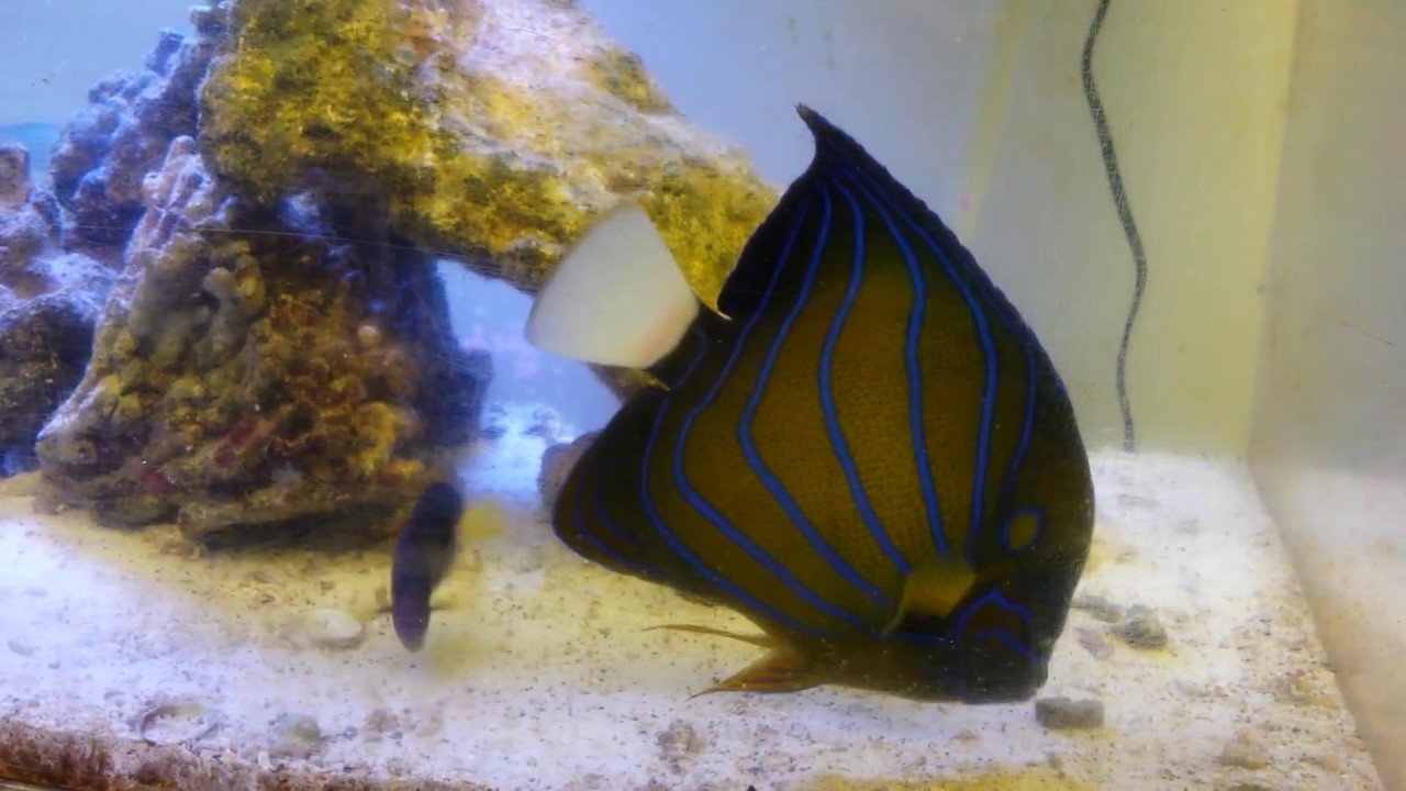 Adventure Aquarium - The sapphire blue on this Annularis Angelfish sure  pops! 💙 | Facebook