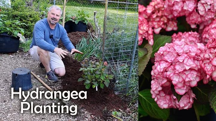 How to Plant a Hydrangea - DayDayNews