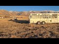 Border collies loading cattle out in the pasture.