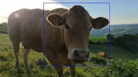 Cows face detection in the wild