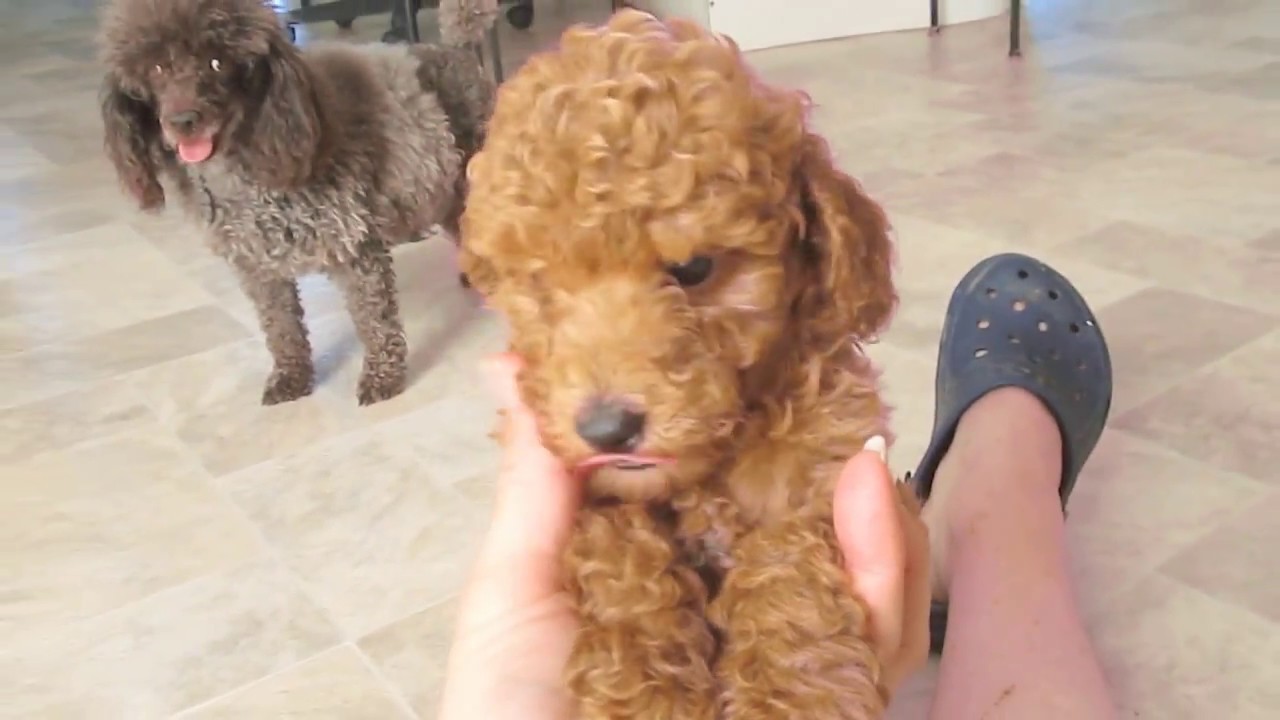 Red poodle puppies at 8 weeks of age - YouTube