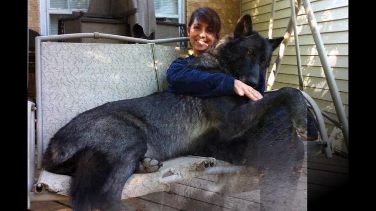 giant wolf dogs YouTube