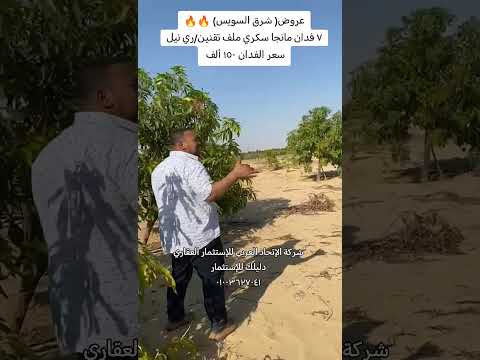 ٧فدان مانجا سكري بشرق السويس ملف تقنين ري نيل سعر الفدان ١٥٠ ألف