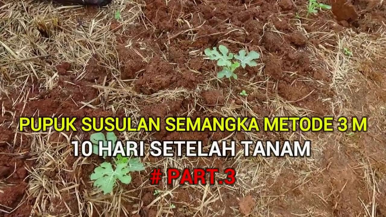 Pupuk Susulan Semangka Inul 10 Hari Setelah Tanam Agar Subur &  Cepat Besar PART. 3