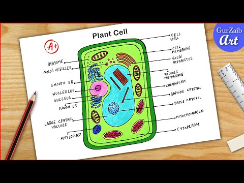 Plant Cell Diagram drawing CBSE || easy way || Labeled Science projects - for beginners