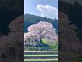 Experience The Majesty Of Matabee Zakura One Of Nara S Most Legendary Cherry Trees Sakura Japan Experience The Majesty Of Matabee Zakura One Of Nara S Most Legendary Cherry Trees Sakura Japan