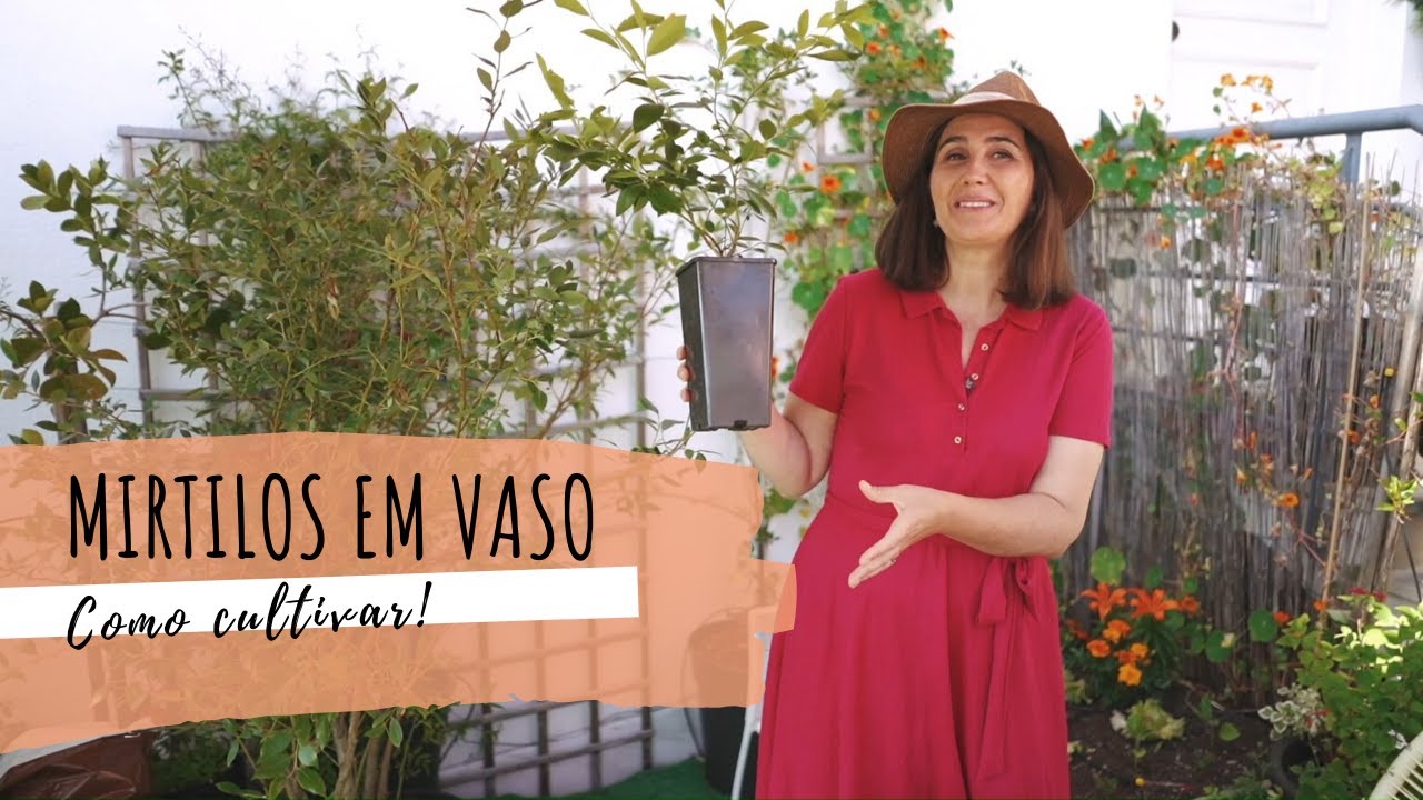 Como cultivar mirtilos em vaso
