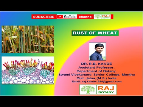 What Is The Secondary Host For Puccinia Graminis