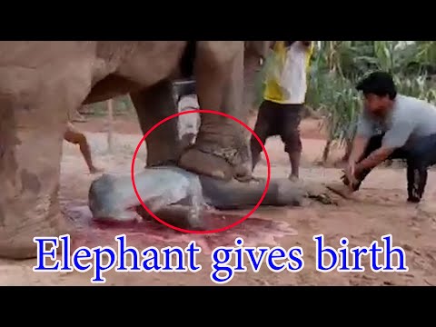 วินาทีช้างตกลูก elephant gives birth  [พลายบัวบาน]