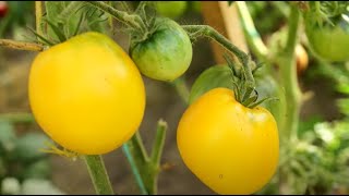 Лучшие карликовые сорта томатов серии Гном. Супер урожайные, сбор по 15 кг с квадратного метра