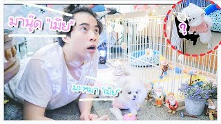 Surprised!! หาเมีย ให้น้องหมา (เดปาส) 🐶💝🐶