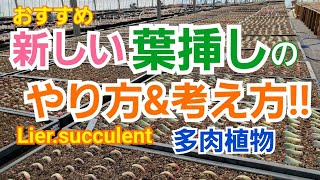 【多肉植物】【ガーデニング】 かなりの高確率