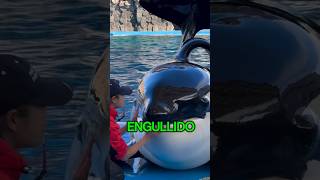 Esta Orca Es Muy Obediente 😍😭