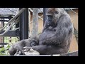 いが栗のとげに大苦戦❕疲れてママの膝枕でお昼寝の子ゴリラ⭐️Gorilla【京都市動物園】The prickle hurts! Kintaro has a hard time eating ch