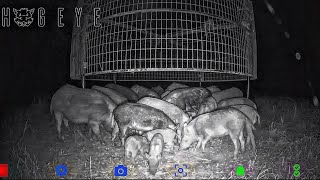 Trapping 100’s of wild hogs. Showcasing the drop traps.